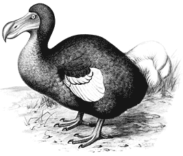 Der Dodo-Vogel